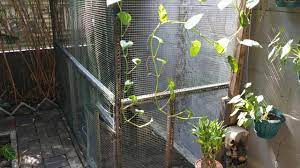 Nah, dalam desain kandang ayam sederhana yang satu ini, menjadi model atau desain jenis kendang ayam yang menggabungkan kedua unsur atau bentuk dari jenis kandang ayam yang tadi telah kami. Bikin Dan Renov Kandang Minimalis Di Teras Rumah Youtube