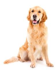 Consult this guide for info on everything from temperaments and diets to training methods. Golden Retriever Puppies