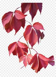 Leaves Rose Autumn Leaves Png Pink Transparent Png 950x1228 849444 Pngfind Similar with falling roses png. autumn leaves png pink transparent png