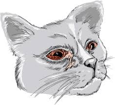 Outline, linear, thin line art, hand drawn sketch, simple design. Disorders Of The Conjunctiva In Cats Cat Owners Merck Veterinary Manual