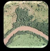 Image result for Rhytachne subgibbosa