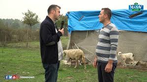 Breeding Legendary Lambs in 3 Months