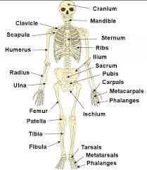 There are four main categories of bones: Skeleton Framework Of Bones Body Movements Class 6