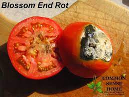 As the season progresses, more varieties ripen. 4 Reasons Your Tomatoes Are Not Ripening How You Can Help
