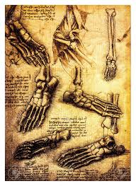 Bones of the torso from anatomy improv'd and illustrated. Ancient Anatomical Drawings Made By Leonardo Davinci A Study Stock Photo Picture And Royalty Free Image Image 14376165