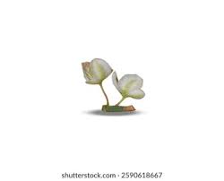 Image result for Disa polygonoides