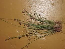 Image result for Fimbristylis