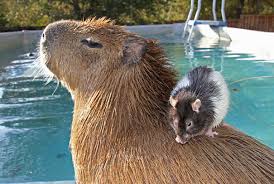 Why do animals like capybaras so much? Why Do Animals Like Capybaras So Much 38 Pics Bored Panda