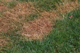 An application requires watering immediately afterward in order for the chemicals to penetrate into the ground. White Grub Life Cycle And How To Control Them Lebanonturf