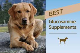 best glucosamine for dogs a supplement to ease joint pain