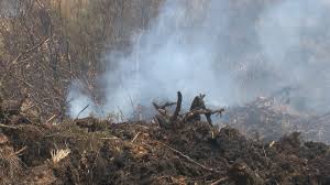 Crews hope for rain as wildfire at Holly Shelter Game Lands continues to  burn