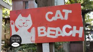 5.0 from 1 review · view statistics. Cat Beach Coolest Animal Rescue Set Up Ever Penang Malaysia Youtube