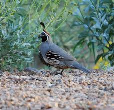 Backyard Birds Of Arizona Desert Gamble Quail Arizona Dancingquail Photography Dream Backyard Desert Living Animals