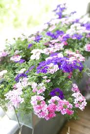 Sommerblumen bereichern den garten mit ihrer farbenpracht, sorgen als lückenfüller dafür, dass die blütenfülle in den beeten auch dann anhält, wenn der frühsommerliche flor der stauden allmählich nachlässt. 10 Wunderbare Sommerblumen Fur Garten Und Balkon Wetter De