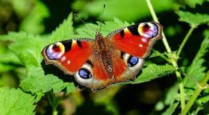 If you have a would you describe yourself as a social butterfly at parties or are you more like a quiet mouse? Butterfly Meaning Symbolism Spirit Animal Color Meanings Uniguide
