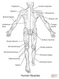 31.08.2020 · unlabeled diagram showing the muscles of the leg (download free pdf below!) when you're ready, you can try labeling all of these structures yourself on the unlabeled version of the diagram. Human Muscles Back View Coloring Page From Anatomy Category Select From 28458 Printable Crafts Of Anatomy Coloring Book Anatomy Flashcards Human Body Systems