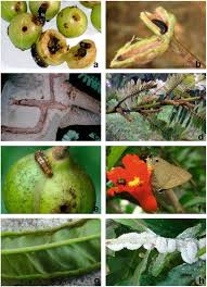 The foot of an animal that has claws or nails, such as a cat, dog, or bear: Tropical Fruits Springerlink