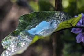 Kupfer Im Garten Tipps Zur Verwendung Von Kupfer Im Garten Haenselblatt Com