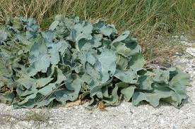 Image result for Crambe