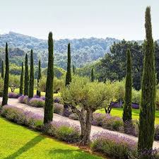 8 Ways To Create Your French Garden For 2020 Olive Trees Landscape Landscape Design Mediterranean Landscaping