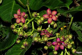 Image result for Parquetina calophylla