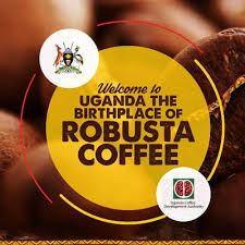 The uganda coffee development authority is a government agency mandated to promote and oversee the coffee industry by supporting research,. Uganda Coffee Development Authority Coffeeuganda Twitter