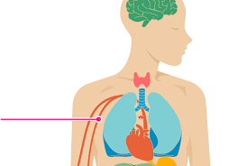 What Are The Recommended Cholesterol Levels By Age