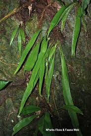 Image result for Microsorum punctatum