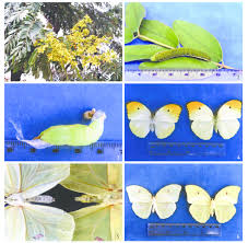 Image result for Cassia ferruginea