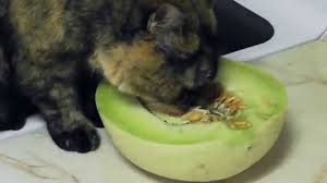 Like most fruit seeds, honeydew seeds also contain cyanide according to the vet, healthy dogs and cats can last three, four, five days without eating, many even. Cat Eating Honeydew Melon Cat Videos Funny Cat Videos Funny Pet Videos Youtube