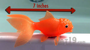 Koi Toy Water Activated Light Up Color Changing Fish Toy