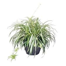 Image result for Chlorophytum anceps