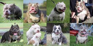 Both male and female pit bull puppies for sale and pitbulls for sale are registered with akc and they are all well trained and with good tempraments. Best Champagne Lilac Chocolate Tri Color American Bully Pocket Puppies For Sale By Venomline Pocket Bully S Venomline Medium