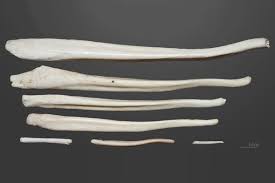 Cats have anatomy similar to the other members of the also, the position of their ears and tail are used for communication, as well as their usual functions. Why Humans Have No Penis Bone Scientific American