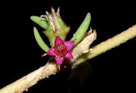 Image result for Sesuvium hydaspicum