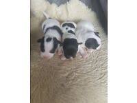 You still should give them plenty of exercise, though, as they really need it and will. Miniature Jack Russell Dogs Puppies For Sale Gumtree