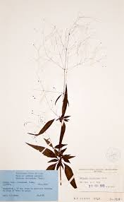 Image result for Galopina