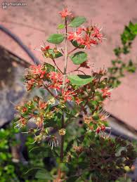 Image result for Lawsonia