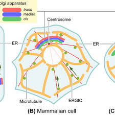 Dna has smaller grooves, which makes it harder for enzymes to attack. 1 Comparison Of The Golgi Organization Among Eukaryotes A In Plant Download Scientific Diagram