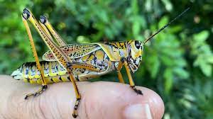 In winters, they remain in their egg stage. They Re Not Locusts Just Florida S Giant Grasshoppers