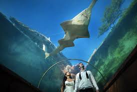 Atlantis Paradise Island Resort Caribbean Bahamas Vacations Paradise Island Bahamas Bahamas Vacation Destination Wedding Travel