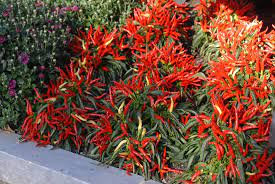 Peppers are one of the most rewarding plants you can have in your garden. Capsicum Annuum Cayenne Pepper Cayenne Peppers Chili Pepper Chili Peppers Christmas Pepper Christmas Peppers Ornamental Pepper Ornamental Peppers Red Pepper Red Peppers Sweet Pepper Sweet Peppers North Carolina Extension Gardener Plant