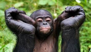 Baby Bonobo Monkey Being Held Up By Its Mother S Hands Democratic Republic Of The Congo Africa Cool Pets Primates African Animals