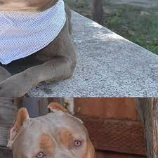 If you find young ones, you can use the same snare pole to get them out of the wall. Check Out My Wall To See The Surprise Follow Us Pitbulldogstuff Buy T Shirt At Bio Dm For Credit Or Removal Tag Your Pitbull Puppy Pitbull Mom Bully Breeds