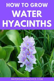 How To Grow Water Hyacinth Flowers Water Hyacinth Hyacinth Flowers Hyacinth