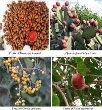 Image result for Lepidotrichilia volkensii