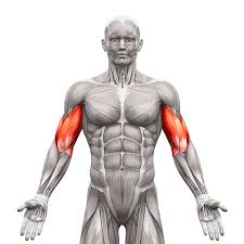 Greifst du die stange eng von unten, ist der bizeps voll am zug. 2y Dsfs4 2whym