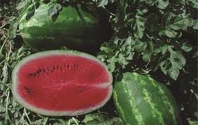 A big watermelon sitting in the sun in your garden may look as though it's ready to pick but how can you really tell if it is ripe? Homegrown Watermelon Fruit Grow To Eat The Gardener The Gardener