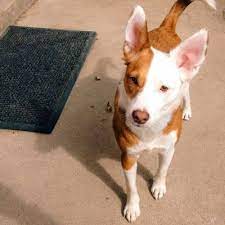 Ruby Pearl Rescued Border Jack Mix Jack Russell Jack Russell Terrier Terrier