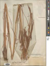 Image result for Hyparrhenia bracteata